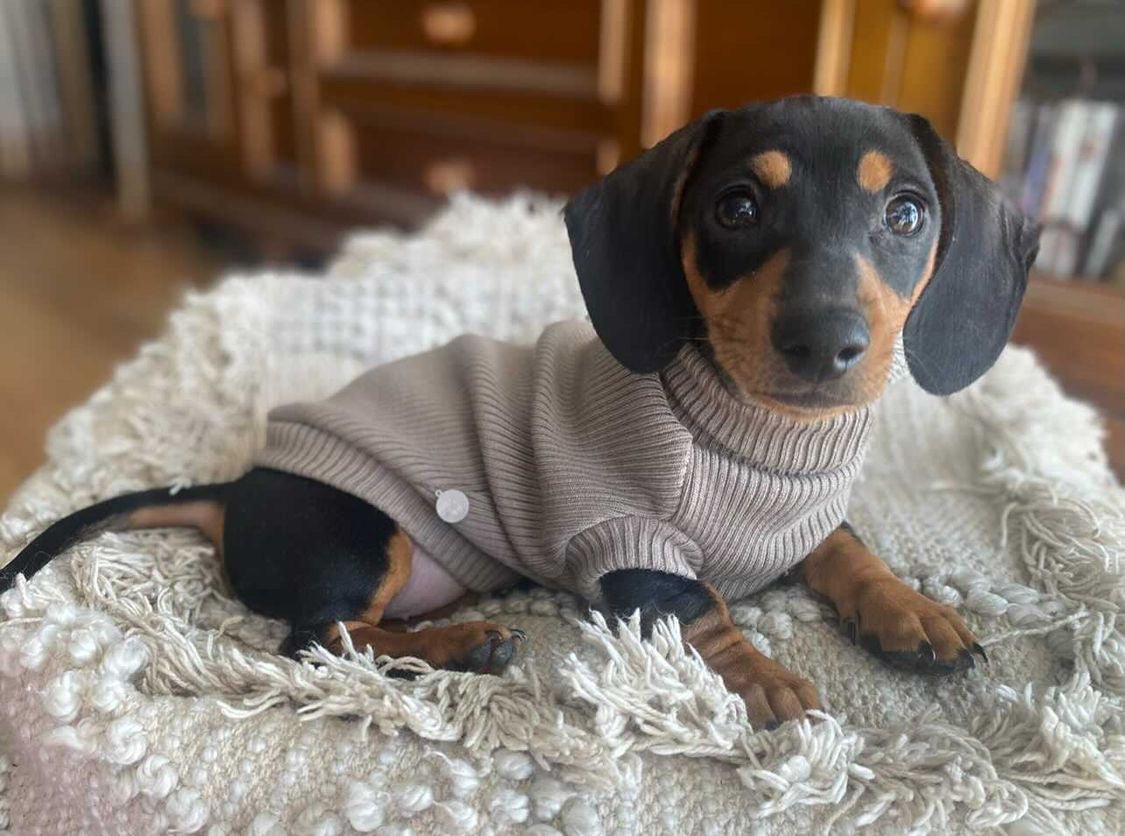 Sausage Dog Turtleneck Jumper Coat Pink Blue Lilac Lemon Mint G Lilo Dachshund Threads